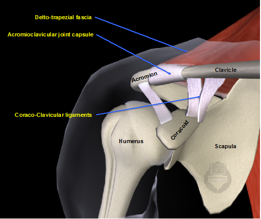 Livlig flydende Våd Acromioclavicular joint dislocation