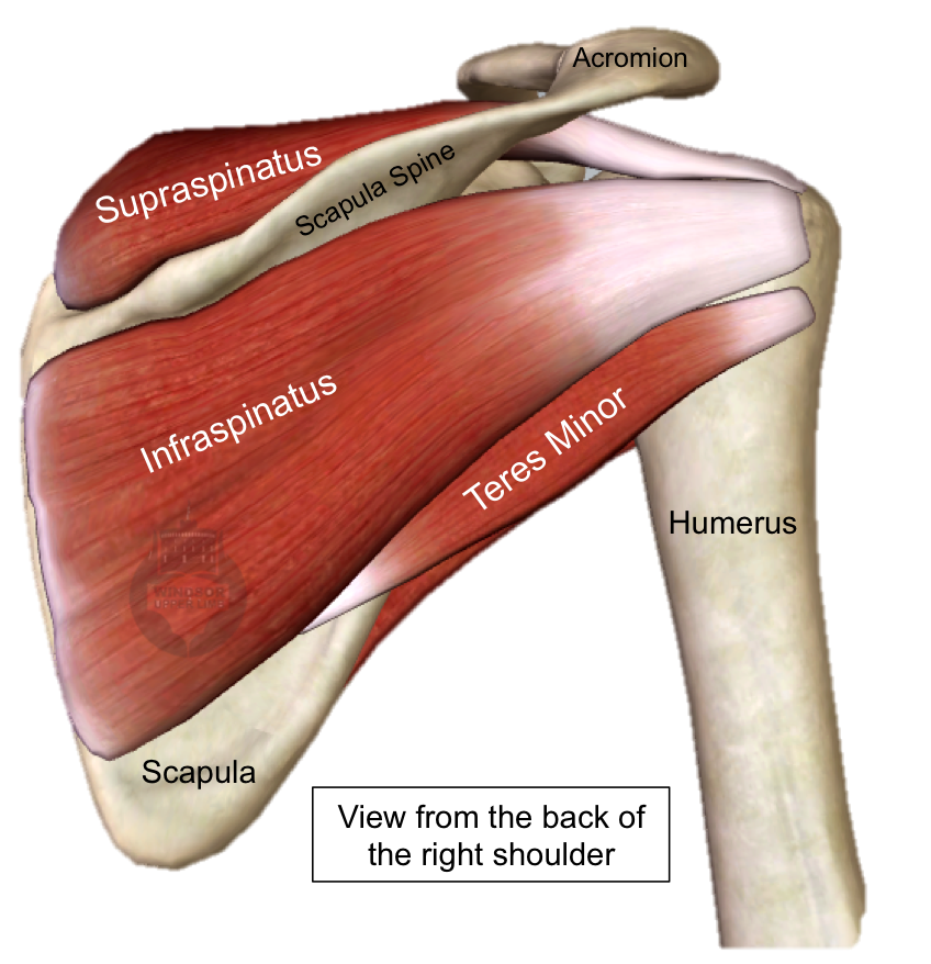 Concerns about rotator cuffs - why operate?